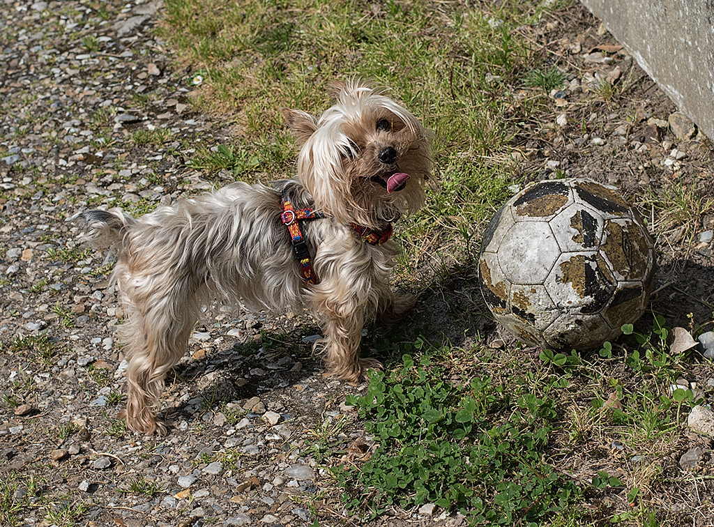 Normandie 05 - 2016_KA79701-1 Kopie.jpg - Dieser kleine fiffige Kerl wollte mit mir Fussball spielen. Nur war leider der Gartenzaun zwischen uns. Was der alles mit dem riesen Ball gemacht hat war echt sehendswert - ein echter Fussballprofi